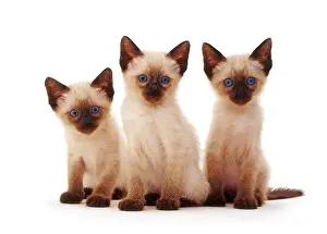 Studio Prints: Three Siamese Kittens