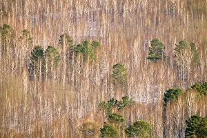 Tree Prints: Siberia