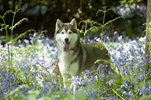 Field Prints: Siberian Husky in Bluebells