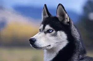 Closeup Prints: Siberian Husky Dog