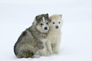 Prints of Siberian or Arctic huskies - two puppies sitting in snow. Churchill, Manitoba, Canada : Siberian Husky Puppies