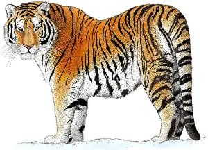 Animals Prints: Siberian Tiger