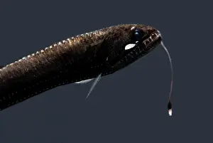 Rods Prints: Sickle Snaggletooth