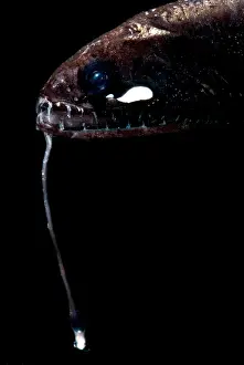 Predator Prints: Sickle Snaggletooth