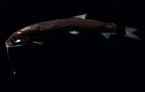 Predator Prints: Sickle Snaggletooth