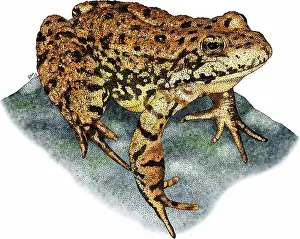 Marsh Prints: Sierra nevada mountain yellow legged frog