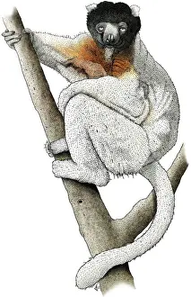 Lemur Prints: Sifaka Lemur
