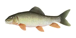Silver Prints: Silver Redhorse (Moxostoma anisurum)