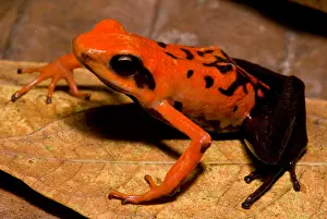 Dendrobates Prints: Silverstone's Poison Frog