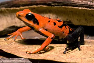 Coloration Prints: Silverstone's Poison Frog
