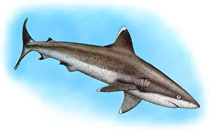 March Prints: Silvertip Reef Shark
