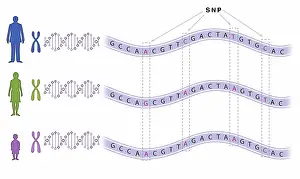Mutation Prints: Single Nucleotide Polymorphism (SNP)