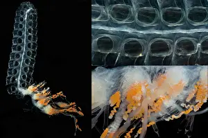 Colonial Prints: Siphonophore Colony