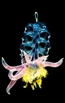 Colonial Prints: Siphonophore Colony
