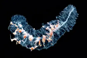 Natural Prints: Siphonophore Colony