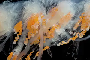 Natural Prints: Siphonophore Colony