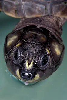 Turtle Prints: Six-tubercled River Turtle