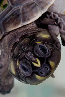 Freshwater Prints: Six-tubercled River Turtle