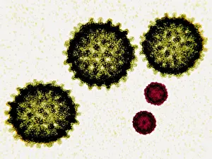 Pathological Prints: Size comparison between Hepatitis C viruses and Polio viruses, 3D illustration