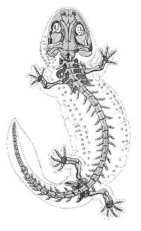 Geologic Prints: Skeleton, Hellbender Salamander, Cryptobranchus, Living Fossil, Illustration