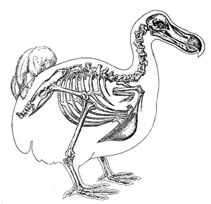 Columbidae Prints: Skeleton and Outline of Dodo Bird