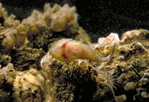 Oysters Prints: Skilletfish