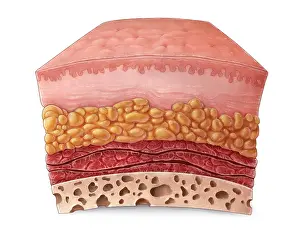 Muscle Prints: Skin Anatomy, Illustration