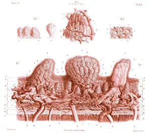 March Prints: Skin, Microscopic Drawing, 19th Century