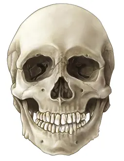 Nasal Prints: Skull (Anterior View)