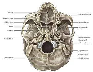 Annotated Prints: Skull (Inferior View)