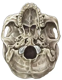 2012 Prints: Skull (Inferior View)