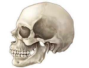 Lateral Prints: Skull (Lateral View)