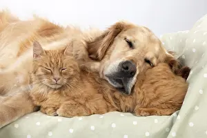 Studio Prints: Sleeping Golden Retriever Snuggled with Orange Tabby Cat