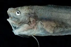 Mexico Prints: Slender Cusk Eel (Porogadus miles)