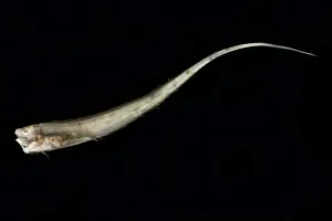 Mexico Prints: Slender Cusk Eel (Porogadus miles)