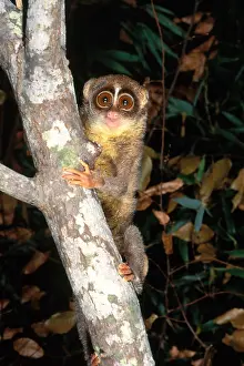 Captive Prints: Slender Loris