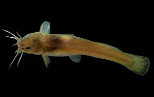 Arkansas Prints: Slender Madtom (Noturus exilis)