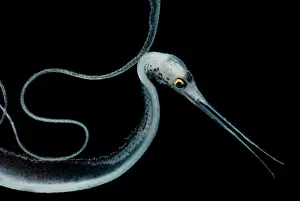 Eels Prints: Slender Snipe Eel