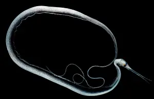Slender Snipe Eel