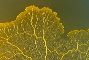 Headed Prints: Slime Mold