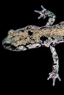 Tennessee Prints: Slimy Salamander