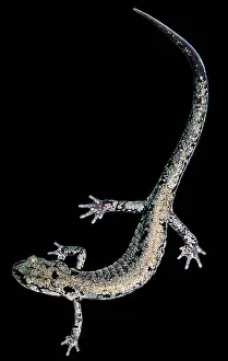 Tennessee Prints: Slimy Salamander