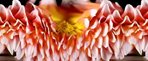 Pattern Prints: Slit-Scan Image of Dahlia Flower