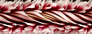 Pattern Prints: Slit-Scan Image of Dahlia Flower