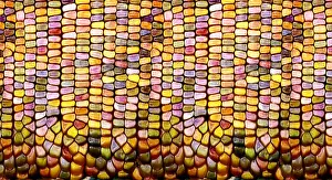 Pattern Prints: Slit-Scan Image of Flint Corn