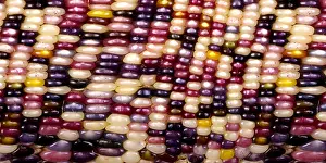 Pattern Prints: Slit-Scan Image of Flint Corn