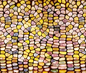 Nature, History, Science Prints: Slit-Scan Image of Flint Corn