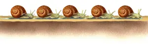Shells Prints: Slithering Snails