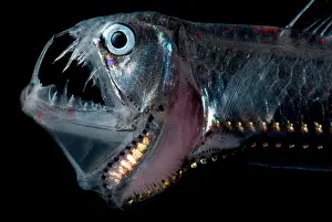 Scary Prints: Sloane's Viperfish