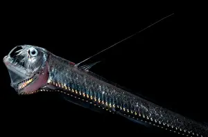 Scary Prints: Sloane's Viperfish